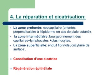 4. La réparation et cicatrisation:
 La zone profonde: neocapillaire (orientés
perpendiculaire à l’épiderme en cas de plaie cutané).
 la zone intermédiaire :bourgeonnement des
capillaires+lymphocytes +plasmocytes.
 La zone superficielle: enduit fibrinoleucocytaire de
surface .
 Constitution d’une cicatrice
 Régénération épithéliale
 