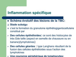 Inflammation spécifique
 Schéma évolutif des lésions de la TBC:
 Stade subaigu
 c’est la formation du granulome épithéliogigantocellulaire
constitué par
 Des cellules épithélioides: ce sont des histiocytes de
très Gde taille (aspect en semelle de chaussure ou en
banane)(lymphokines)
 Des cellules géantes : type Langhans résultant de la
fusion des cellules épithélioides sous l’action des
lymphokines
 Une couronne périphérique de lymphocytes:
 