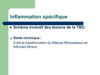 Inflammation spécifique
 Schéma évolutif des lésions de la TBC:
 Stade chronique :
C’est la transformation du follicule fibrocaséeux en
follicules fibreux .
 