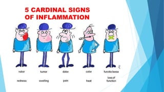 Inflammation DR SINDHURA.pptx