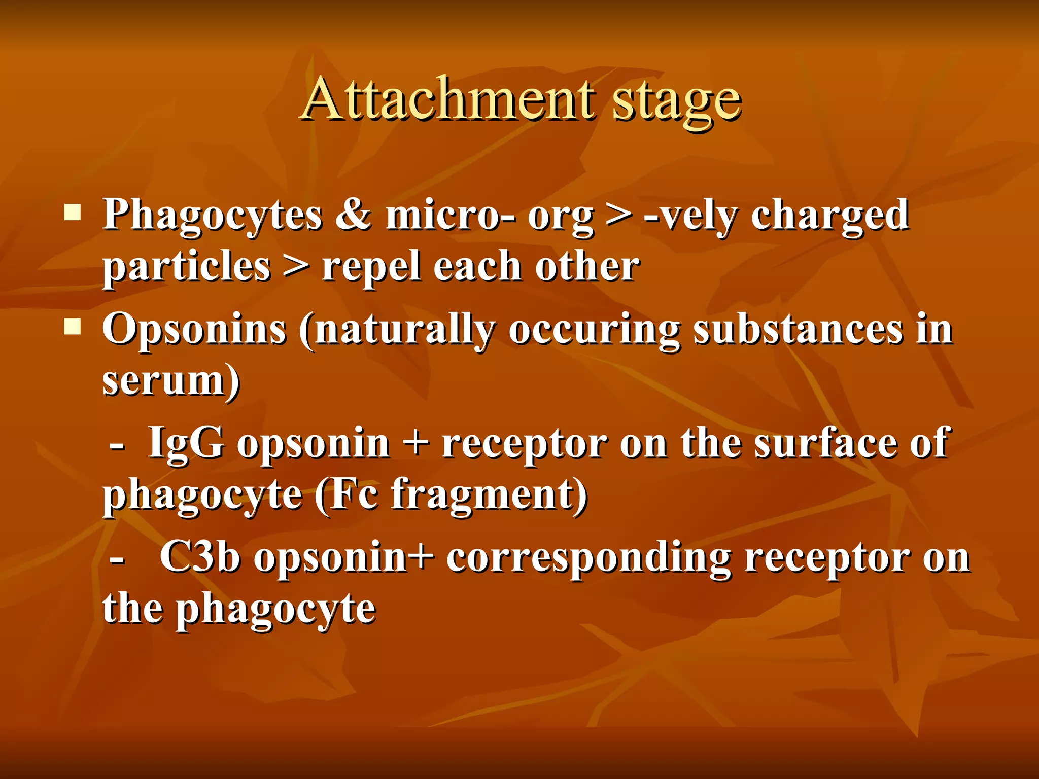 Attachment stage Phagocytes & micro- org > -vely charged particles > repel each other Opsonins (naturally occuring substances in serum) -  IgG opsonin + receptor on the surface of phagocyte (Fc fragment)  -  C3b opsonin +  corresponding receptor on the phagocyte  