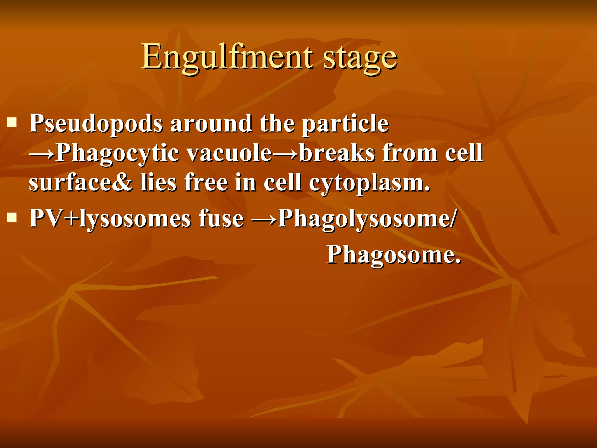 Engulfment stage Pseudopods around the particle  ->Phagocytic vacuole->breaks from cell surface& lies free in cell cytoplasm. PV+lysosomes fuse ->Phagolysosome/ Phagosome. 