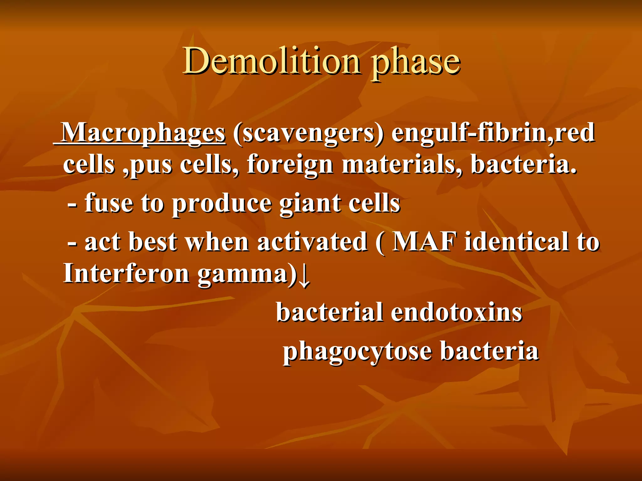 Demolition phase Macrophages  (scavengers) engulf-fibrin,red cells ,pus cells, foreign materials, bacteria. - fuse to produce giant cells - act best when activated ( MAF identical to Interferon  gamma)↓ bacterial endotoxins phagocytose bacteria 