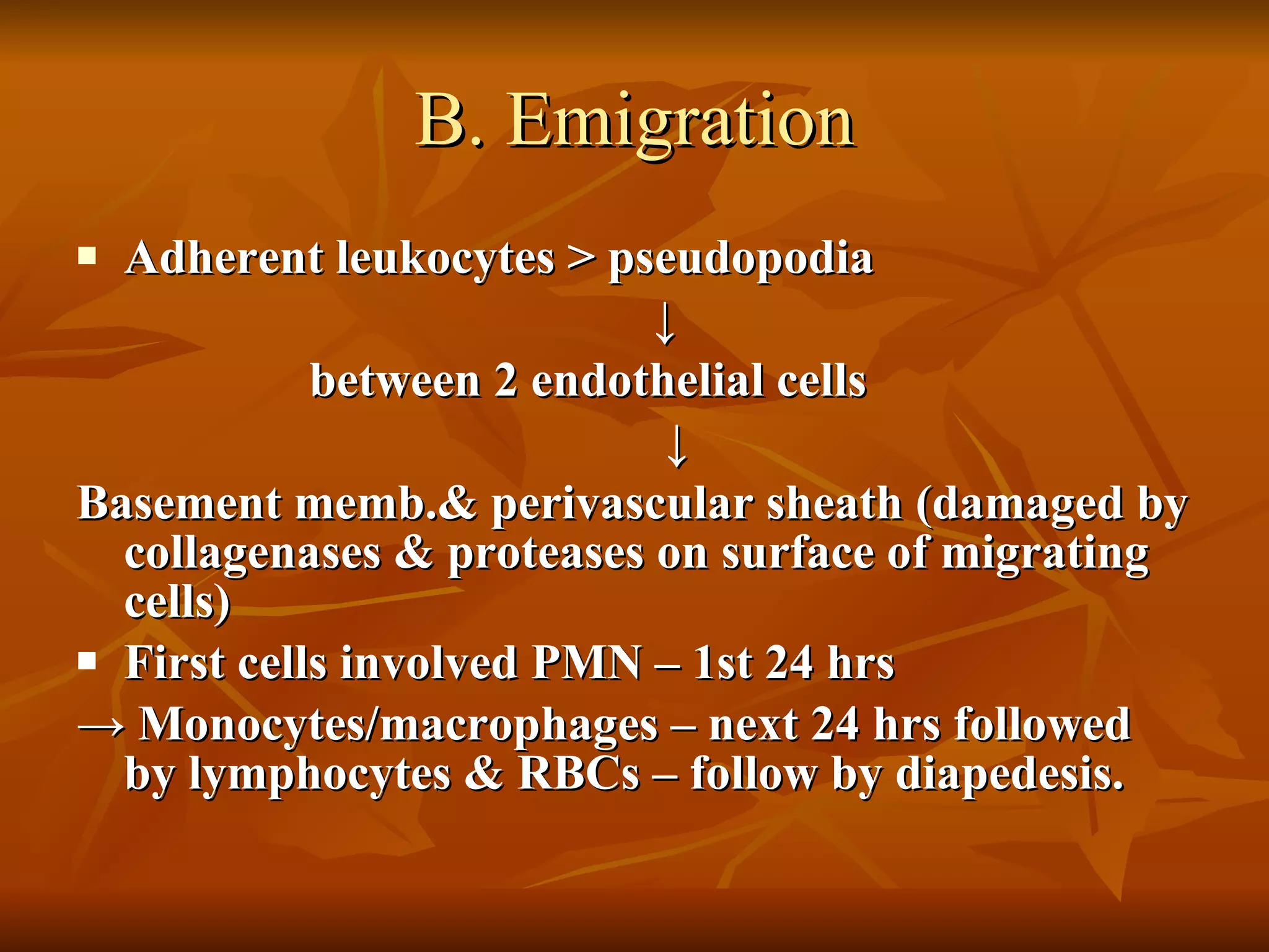 B. Emigration Adherent leukocytes > pseudopodia ↓ between 2 endothelial cells ↓ Basement memb.& perivascular sheath (damaged by collagenases & proteases on surface of migrating cells) First cells involved PMN – 1st 24 hrs ->  Monocytes/macrophages – next 24 hrs followed by lymphocytes & RBCs – follow by diapedesis. 