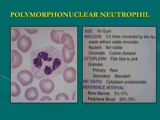 Inflammation Lab Slides | PPT