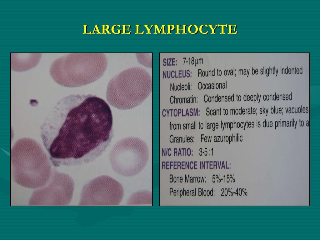 Inflammation Lab Slides