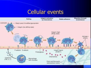 Inflammation lecture | PPT