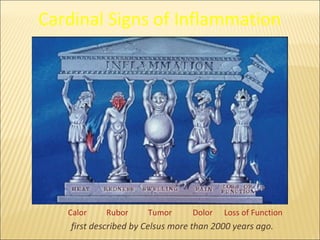 Cardinal Signs of Inflammation




   Calor    Rubor      Tumor      Dolor   Loss of Function
    first described by Celsus more than 2000 years ago.
 