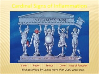 Cardinal Signs of Inflammation




   Calor    Rubor      Tumor      Dolor   Loss of Function
    first described by Celsu...