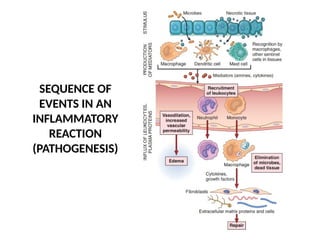 INFLAMMATION -acute inflammation vascular .pptx