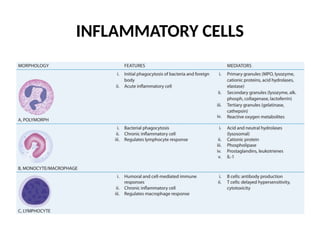 Inflammatory Cells Examples INFLAMMATION -acute inflammation vascular .pptx