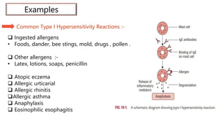 Examples
Common Type I Hypersensitivity Reactions :-
 Ingested allergens
• Foods, dander, bee stings, mold, drugs , pollen .
 Other allergens :-
• Latex, lotions, soaps, penicillin
 Atopic eczema
 Allergic urticarial
 Allergic rhinitis
Allergic asthma
 Anaphylaxis
 Eosinophilic esophagitis
 