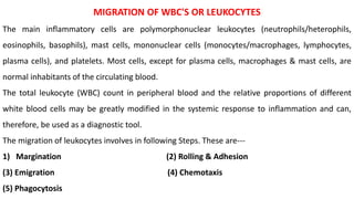 MIGRATION OF WBC'S OR LEUKOCYTES
The main inflammatory cells are polymorphonuclear leukocytes (neutrophils/heterophils,
eosinophils, basophils), mast cells, mononuclear cells (monocytes/macrophages, lymphocytes,
plasma cells), and platelets. Most cells, except for plasma cells, macrophages & mast cells, are
normal inhabitants of the circulating blood.
The total leukocyte (WBC) count in peripheral blood and the relative proportions of different
white blood cells may be greatly modified in the systemic response to inflammation and can,
therefore, be used as a diagnostic tool.
The migration of leukocytes involves in following Steps. These are---
1) Margination (2) Rolling & Adhesion
(3) Emigration (4) Chemotaxis
(5) Phagocytosis
 