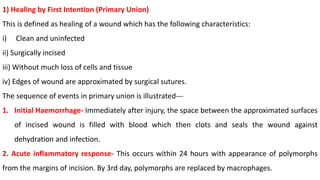 1) Healing by First Intention (Primary Union)
This is defined as healing of a wound which has the following characteristics:
i) Clean and uninfected
ii) Surgically incised
iii) Without much loss of cells and tissue
iv) Edges of wound are approximated by surgical sutures.
The sequence of events in primary union is illustrated---
1. Initial Haemorrhage- Immediately after injury, the space between the approximated surfaces
of incised wound is filled with blood which then clots and seals the wound against
dehydration and infection.
2. Acute inflammatory response- This occurs within 24 hours with appearance of polymorphs
from the margins of incision. By 3rd day, polymorphs are replaced by macrophages.
 