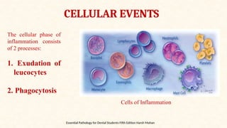 INFLAMMATION SHAILJA [Autosaved] Copy.pptx