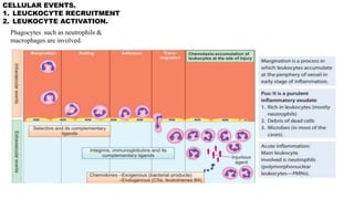 CELLULAR EVENTS.
1. LEUCKOCYTE RECRUITMENT
2. LEUKOCYTE ACTIVATION.
Phagocytes such as neutrophils &
macrophages are involved.
 