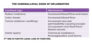 THE CARDINAL/LOCAL SIGNS OF INFLAMMATION
5TH ONE IS FUNCTIO LAESA: LOSS OF FUNCTION.
 