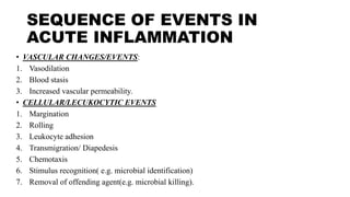 SEQUENCE OF EVENTS IN
ACUTE INFLAMMATION
• VASCULAR CHANGES/EVENTS:
1. Vasodilation
2. Blood stasis
3. Increased vascular permeability.
• CELLULAR/LECUKOCYTIC EVENTS
1. Margination
2. Rolling
3. Leukocyte adhesion
4. Transmigration/ Diapedesis
5. Chemotaxis
6. Stimulus recognition( e.g. microbial identification)
7. Removal of offending agent(e.g. microbial killing).
 