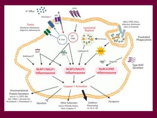ІНФЛАМАСОМА – мультипротеїновий
комплекс, що дозволяє клітинам
запалення швидко реагувати на дію
ушкоджуючих факторів
 