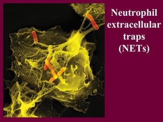 МЕХАНІЗМИ КИСЕНЬНЕЗАЛЕЖНОГО
ФАГОЦИТОЗУ
ЛАКТОФЕРИН КАТІОННІ
ПРОТЕЇНИ
ЛІЗОЦИМ
(мурамідаза)
 