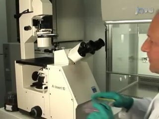 Neutrophil
extracellular
traps
(NETs)
 