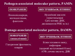 Damage-associated molecular pattern, DAMPs
Pathogen-associated molecular pattern, PAMPs
ВНУТРІШНЬОКЛІТИННІПОВЕРХНЕВІ
(позаклітинні)
ПОВЕРХНЕВІ
Білки теплового шоку,
амфотерин
(ядерний негістоновий білок),
АТФ, сечова кислота, ДНК
Гіалуронові фрагменти,
гепарин
Ліпополісахариди,
пептидоглікани,
флагеллін
Нуклеїнові кислоти
(неметильовані
CpG-мотиви ДНК,
дволанцюгові РНК та ін.)
ВНУТРІШНЬОКЛІТИННІ
 