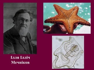 Ілля Ілліч
Мечніков
 