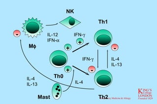 IFN-  IL-4 IL-13 Th1 Th2 Th0 IL-12 IFN-  IFN-  NK IL-4 IL-13 Mast IL-4 - - M  + - + + 