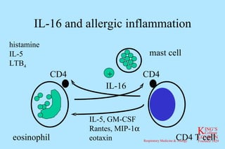 IL-16 and allergic inflammation mast cell IL-5, GM-CSF Rantes, MIP-1  eotaxin IL-16 histamine IL-5 LTB 4 + eosinophil CD4 T cell CD4 CD4 