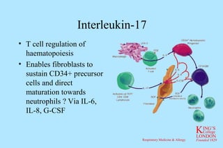 Interleukin-17 T cell regulation of haematopoiesis Enables fibroblasts to sustain CD34+ precursor cells and direct maturation towards neutrophils ? Via IL-6, IL-8, G-CSF 