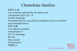 Chemokine families CXCL 1-15 Two cysteines separated by one amino acid Chromosome 4q12-q21, 10 24-84% homology N-terminal Glu-Leu-Arg (ELR) (neutrophil active) or non-ELR (not neutrophil active) CCL 1-28 Two adjacent cysteines Chromosome 17 25-71% homology CL 1/2 One cysteine Chromosome 1 CX3CL 1 