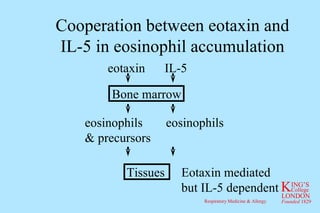 Cooperation between eotaxin and IL-5 in eosinophil accumulation eotaxin IL-5 eosinophils & precursors eosinophils Eotaxin mediated but IL-5 dependent Bone marrow Tissues 