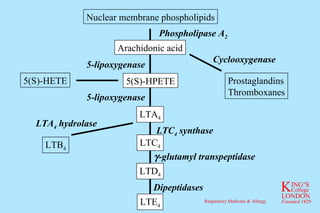 5(S)-HETE Prostaglandins Thromboxanes LTB 4 Nuclear membrane phospholipids 5(S)-HPETE LTA 4 LTC 4 LTD 4 Arachidonic acid LTE 4 Phospholipase A 2 5-lipoxygenase 5-lipoxygenase LTA 4  hydrolase  -glutamyl transpeptidase LTC 4  synthase Dipeptidases Cyclooxygenase 