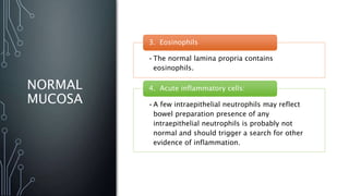 NORMAL
MUCOSA
•The normal lamina propria contains
eosinophils.
3. Eosinophils
•A few intraepithelial neutrophils may reflect
bowel preparation presence of any
intraepithelial neutrophils is probably not
normal and should trigger a search for other
evidence of inflammation.
4. Acute inflammatory cells:
 