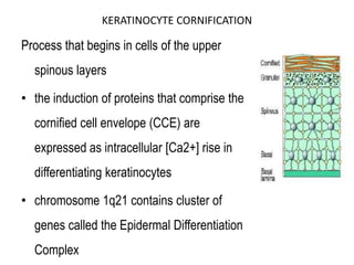 Cornification Process Inflammatory cells of skin | PPTX