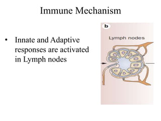 Immune Mechanism
• Innate and Adaptive
responses are activated
in Lymph nodes
 