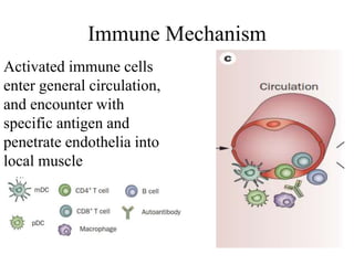 Immune Mechanism
Activated immune cells
enter general circulation,
and encounter with
specific antigen and
penetrate endothelia into
local muscle
 
