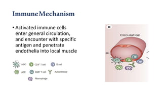 ImmuneMechanism
• Activated immune cells
enter general circulation,
and encounter with specific
antigen and penetrate
endothelia into local muscle
 