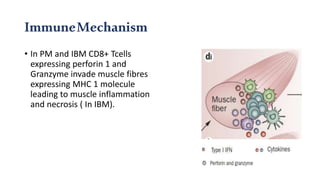 ImmuneMechanism
• In PM and IBM CD8+ Tcells
expressing perforin 1 and
Granzyme invade muscle fibres
expressing MHC 1 molecule
leading to muscle inflammation
and necrosis ( In IBM).
 