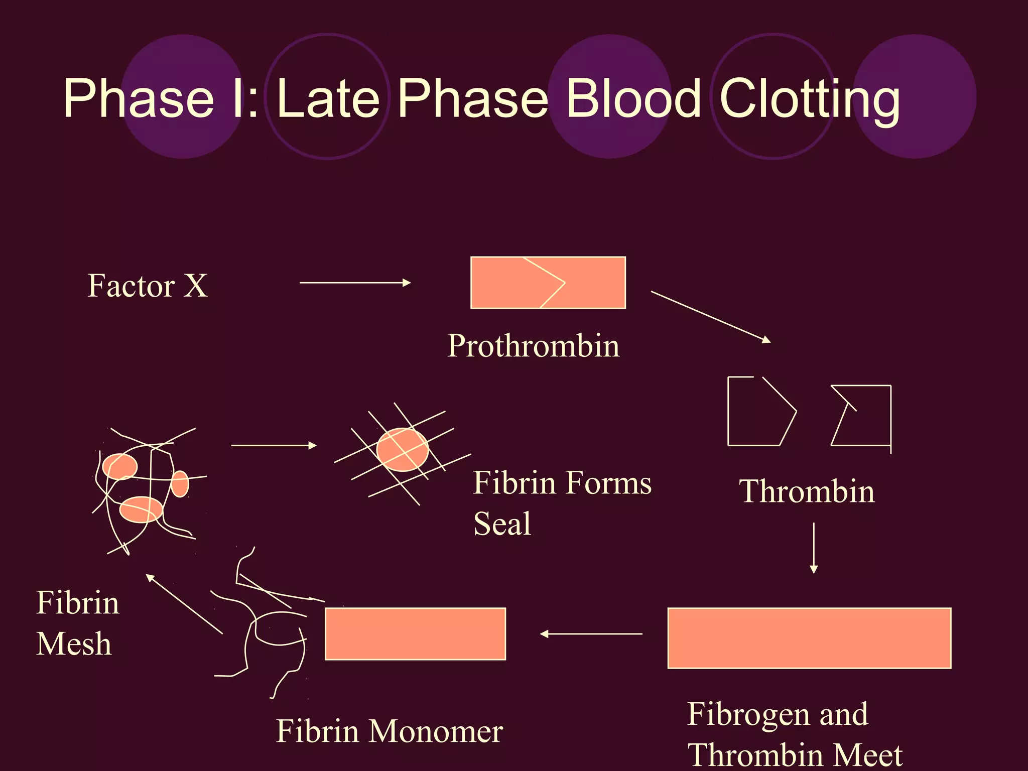 Phase I: Late Phase Blood Clotting


   Factor X
                        Prothrombin



                          Fibrin Forms      Thrombin
                          Seal

Fibrin
Mesh

                                         Fibrogen and
              Fibrin Monomer
                                         Thrombin Meet
 