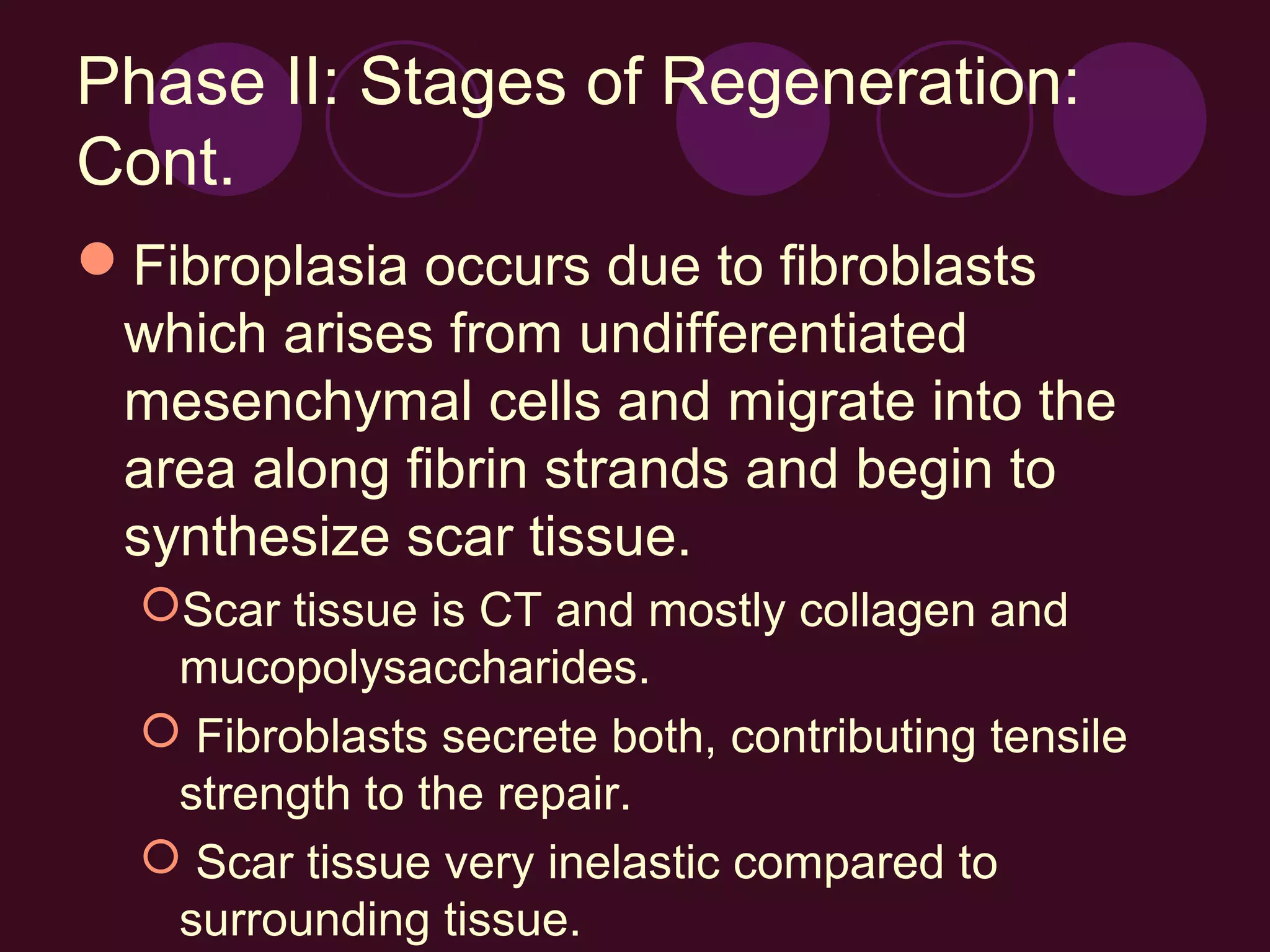 Phase II: Stages of Regeneration:
Cont.
Fibroplasia occurs due to fibroblasts
 which arises from undifferentiated
 mesenchymal cells and migrate into the
 area along fibrin strands and begin to
 synthesize scar tissue.
  Scar tissue is CT and mostly collagen and
   mucopolysaccharides.
   Fibroblasts secrete both, contributing tensile
   strength to the repair.
   Scar tissue very inelastic compared to
   surrounding tissue.
 