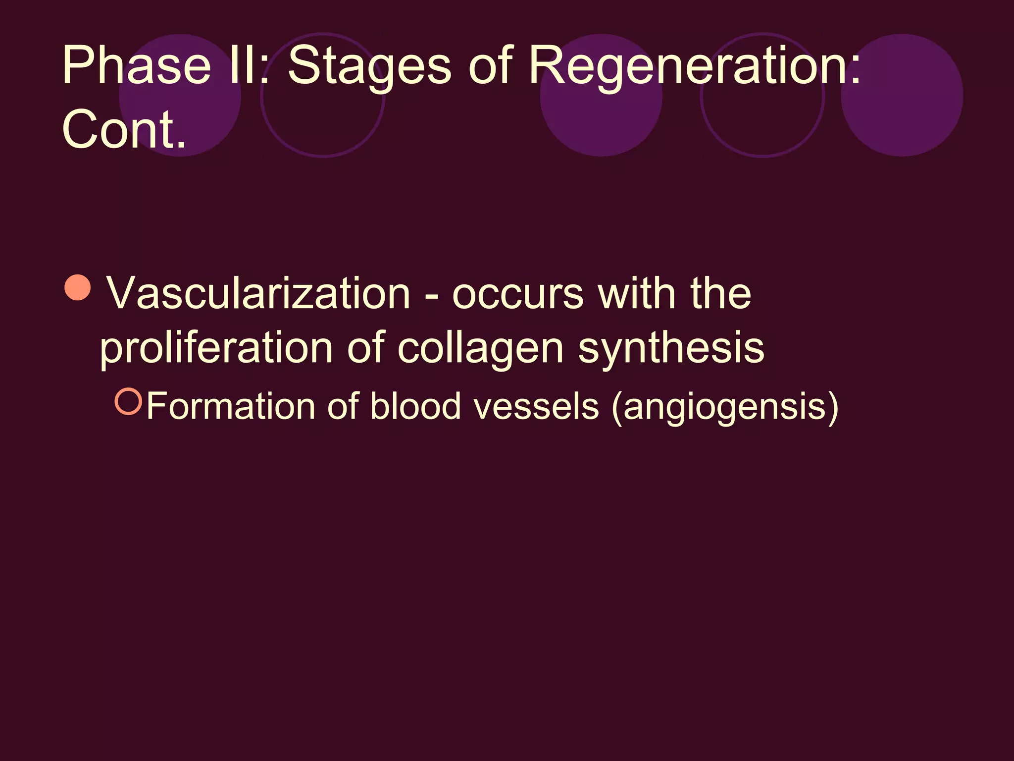 Phase II: Stages of Regeneration:
Cont.

Vascularization - occurs with the
 proliferation of collagen synthesis
  Formation of blood vessels (angiogensis)
 