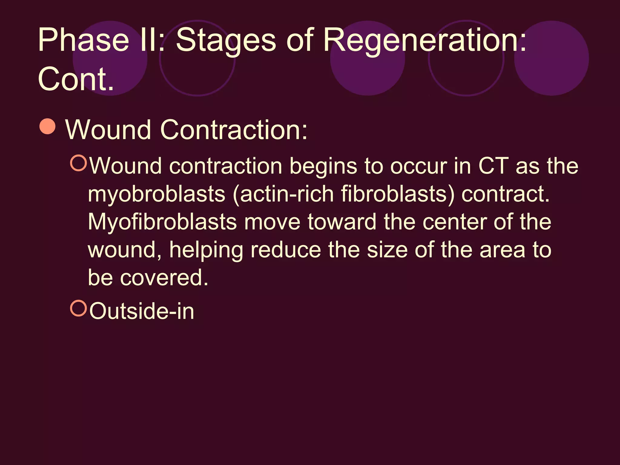 Phase II: Stages of Regeneration:
Cont.
Wound Contraction:
  Wound contraction begins to occur in CT as the
   myobroblasts (actin-rich fibroblasts) contract.
   Myofibroblasts move toward the center of the
   wound, helping reduce the size of the area to
   be covered.
  Outside-in
 