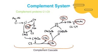Inflammatory Responses to Cardiopulmonary Bypass 1.pdf