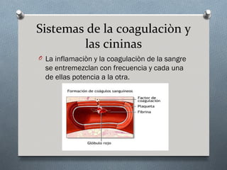 Sistemas de la coagulaciòn y
        las cininas
O La inflamaciòn y la coagulaciòn de la sangre
  se entremezclan con frecuencia y cada una
  de ellas potencia a la otra.
 
