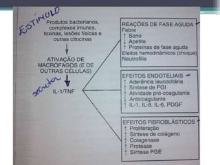 ESTUDO DIRIGIDO
• As citocinas são polipeptídeos produzidos por
células de vários tipos (principalmente
linfócitos ativados e macrófagos), que
modulam a função de outros tipos de células.
Cite as principais citocinas mediadoras da
inflamação e explique seus principais efeitos
na inflamação.
R: IL-1,TNF ,IL-8.
 