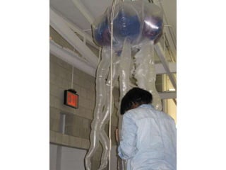 Inflatables fall2010