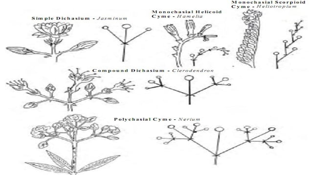 inflorescence important in flower morphology | PPT