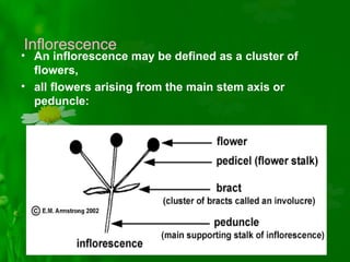 Inflorescence | PPT