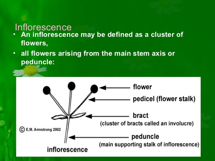 Inflorescence